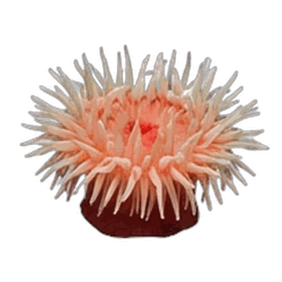 Anemone