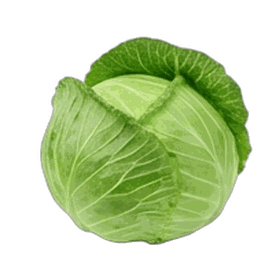Cabbage