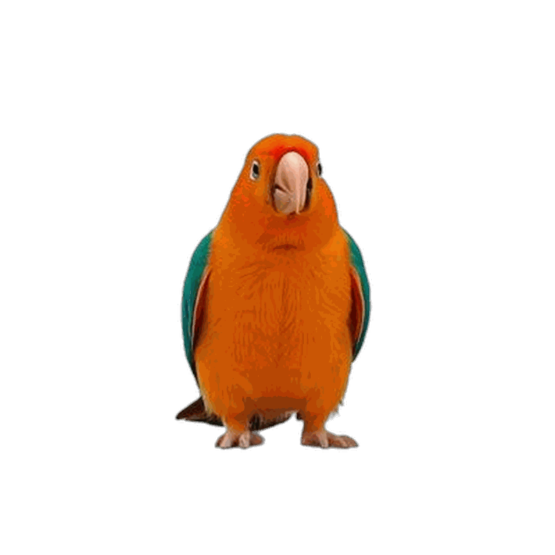 Canary