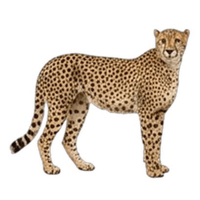 Cheetah