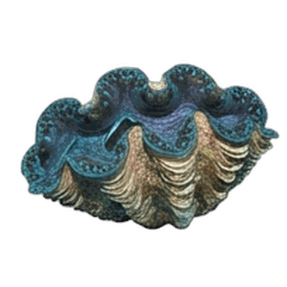 Clam