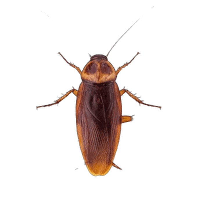 Cockroach