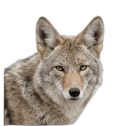 Coyote