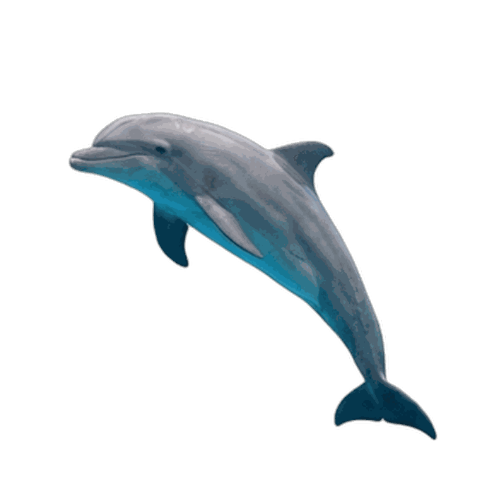Dolphin