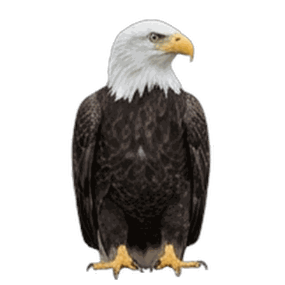 Eagle