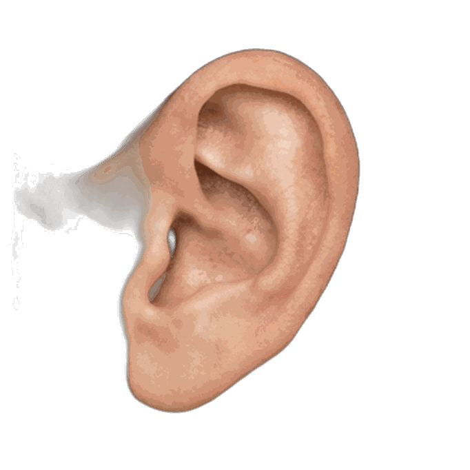 Ear