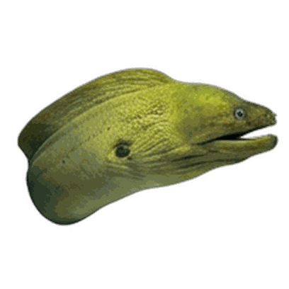 Eel