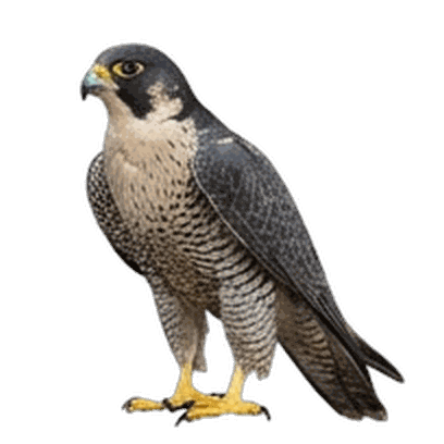 Falcon