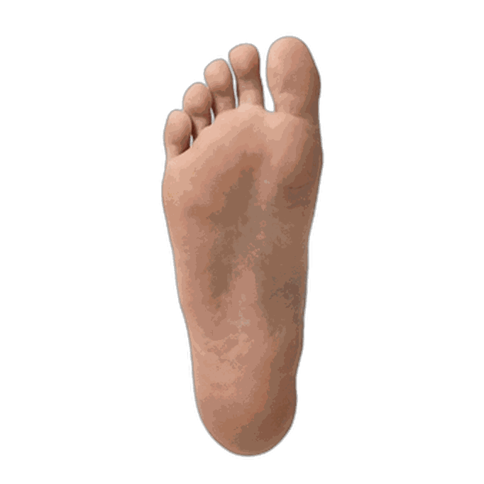 Foot