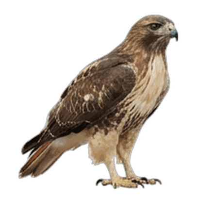 Hawk