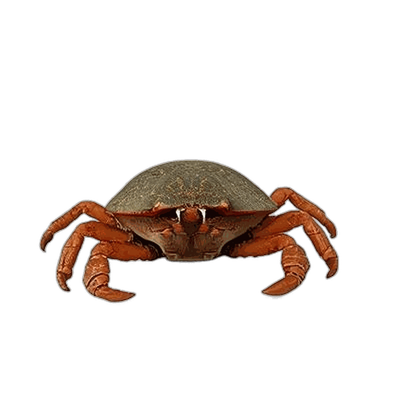 Hermit Crab