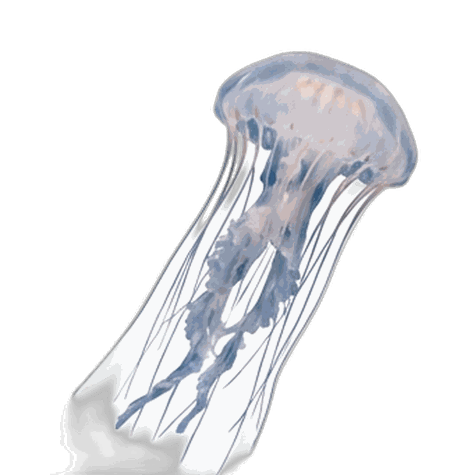 Jellyfish