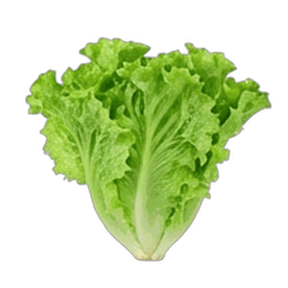 Lettuce