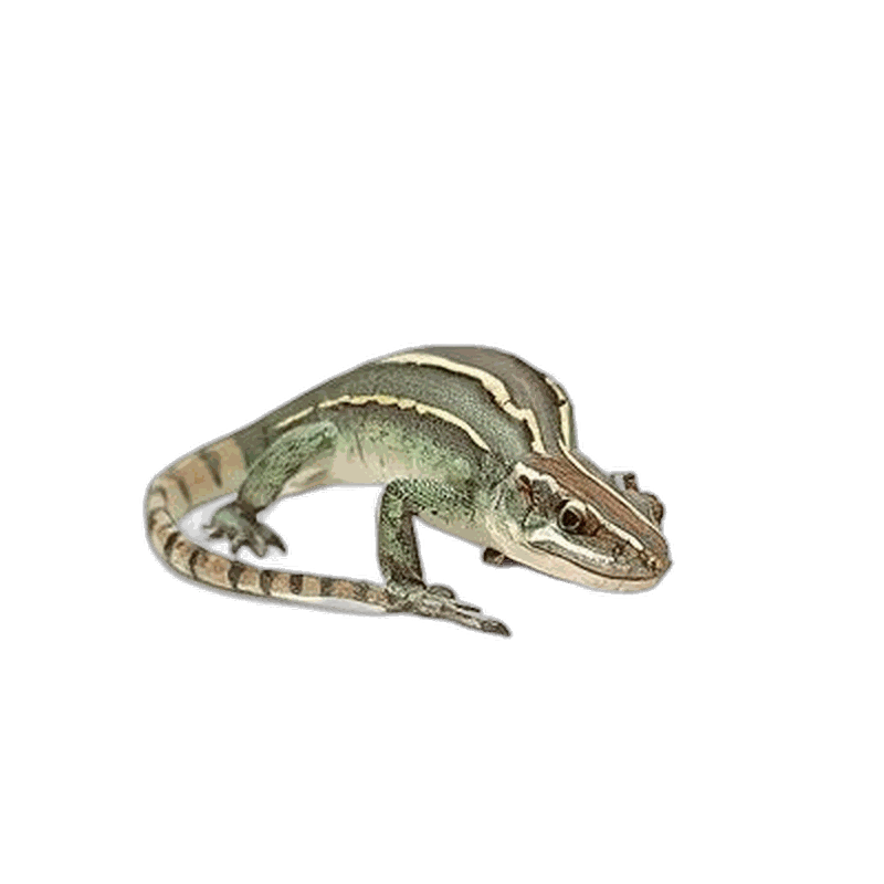 Lizard
