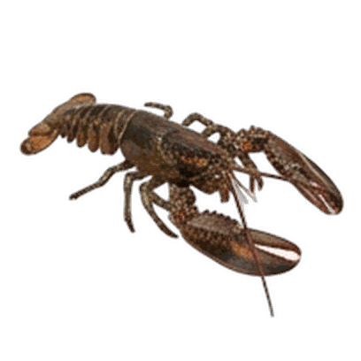 Lobster