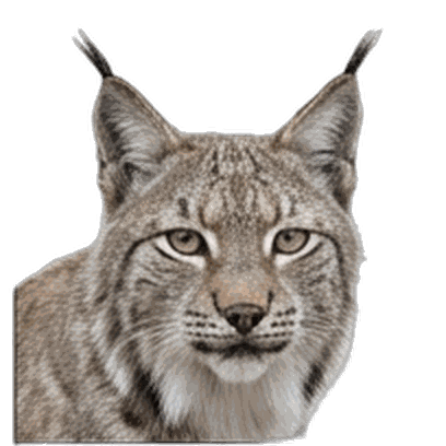 Lynx
