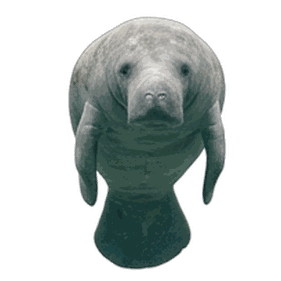 Manatee