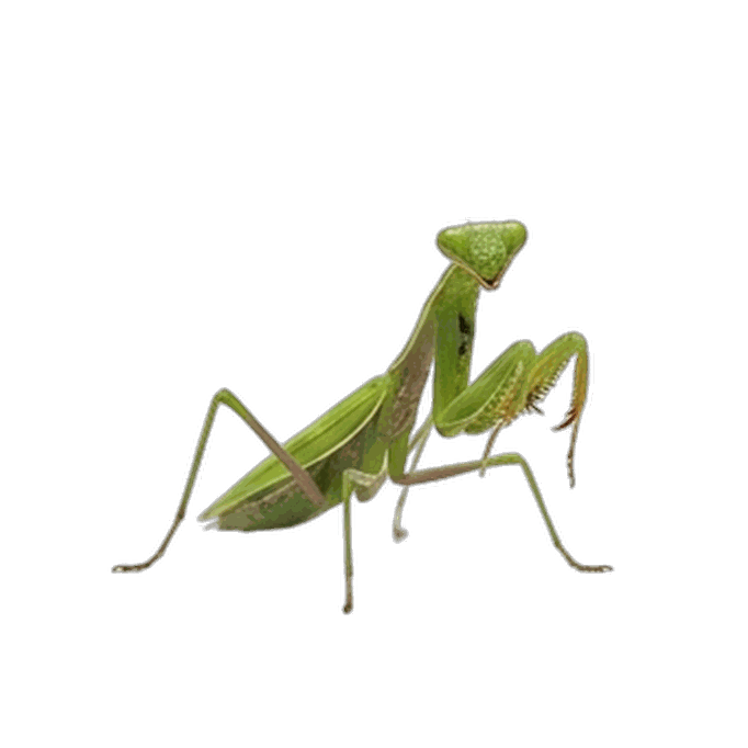Mantis