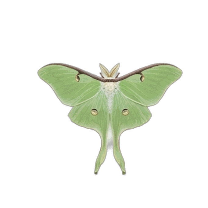Moth
