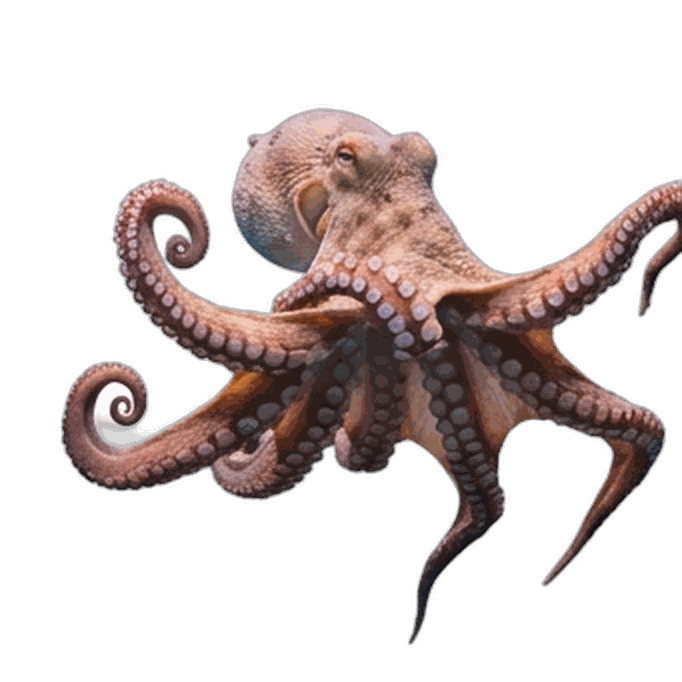 Octopus