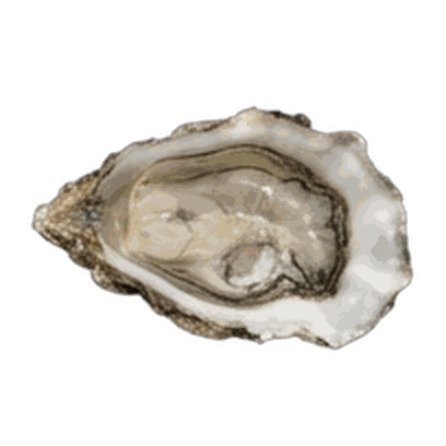 Oyster