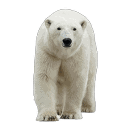 Polar Bear