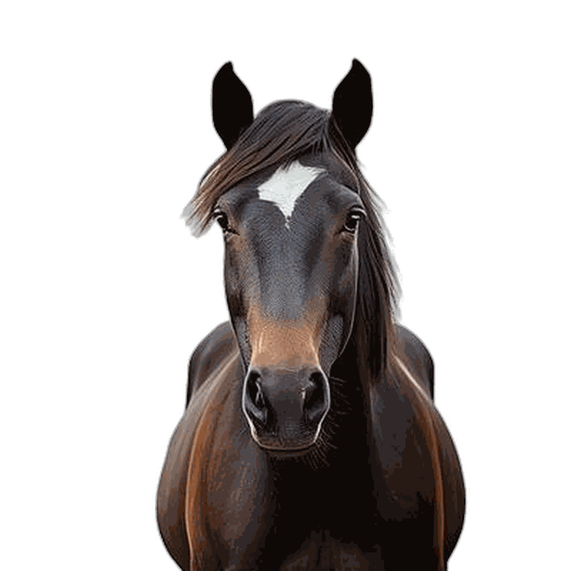 Pony