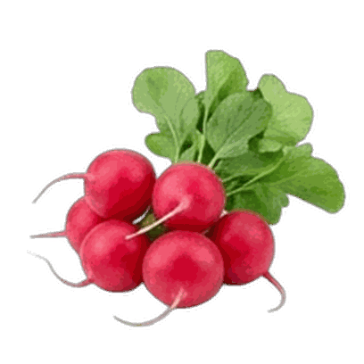 Radish