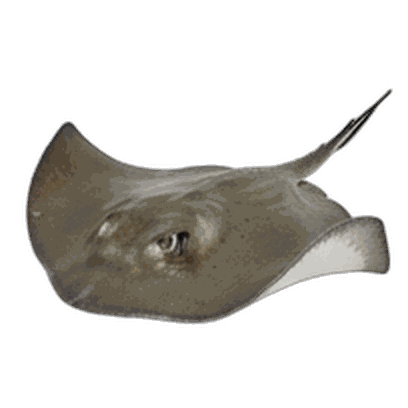 Ray