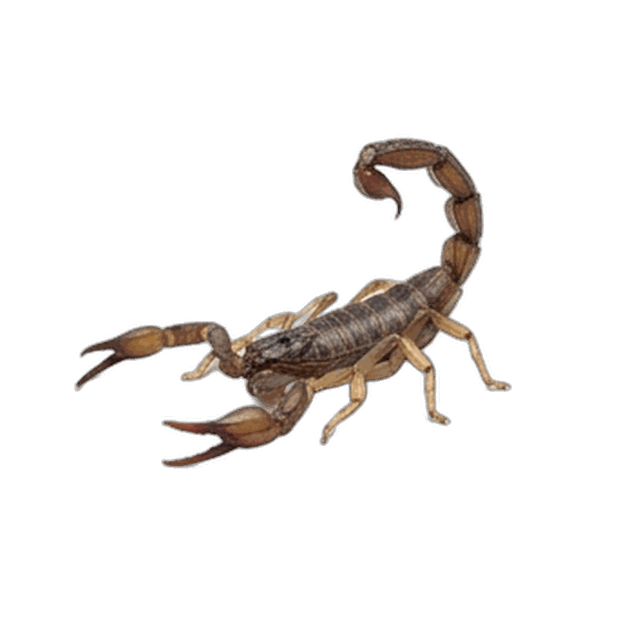 Scorpion