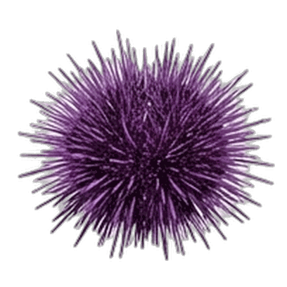 Sea Urchin