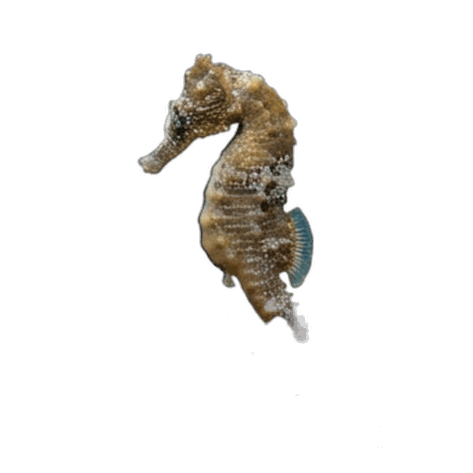 Seahorse