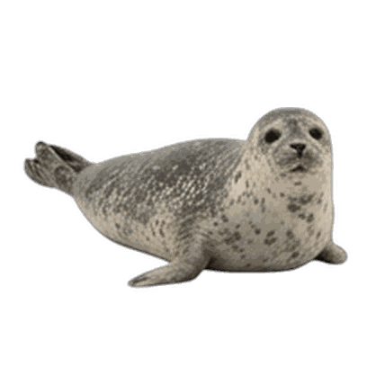 Seal