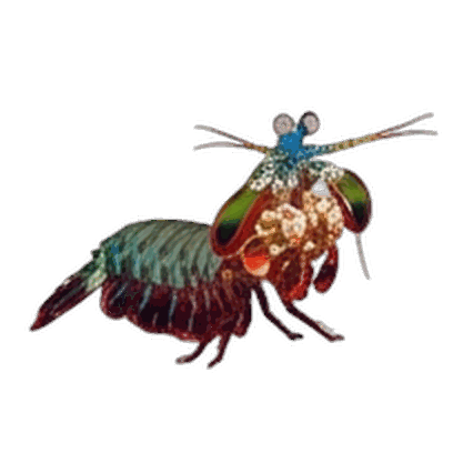 Shrimp