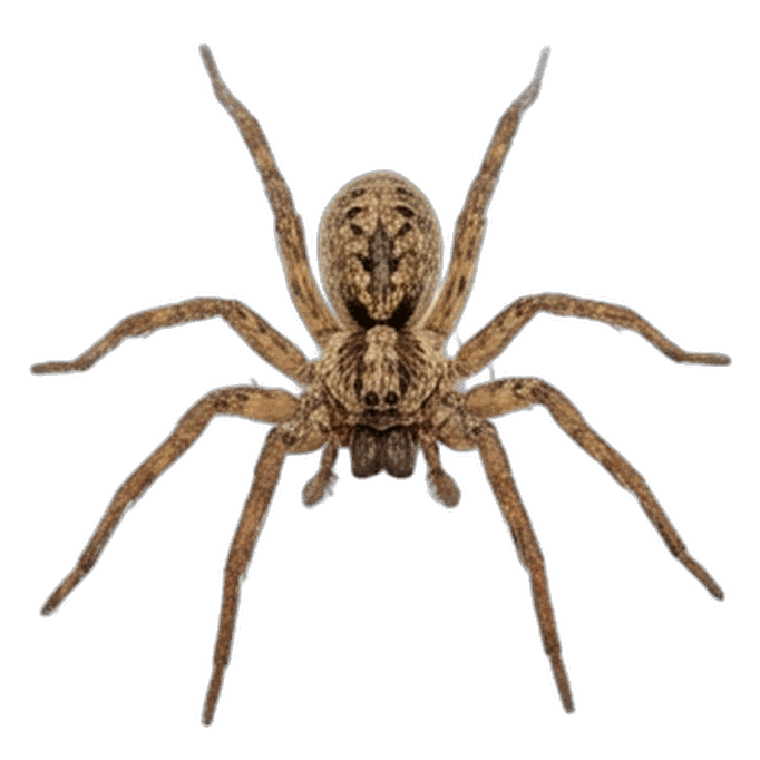 Spider