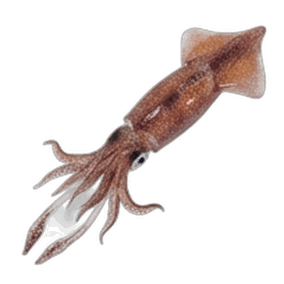 Squid