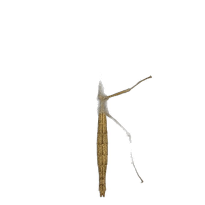 Stick Insect