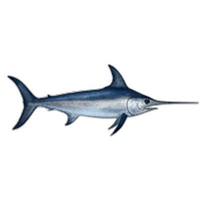 Swordfish