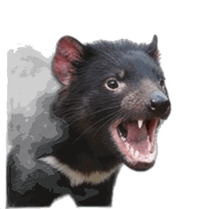 Tasmanian Devil