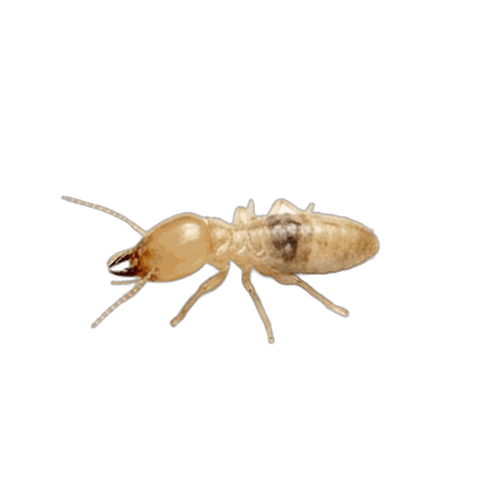 Termite