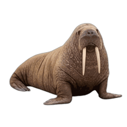 Walrus