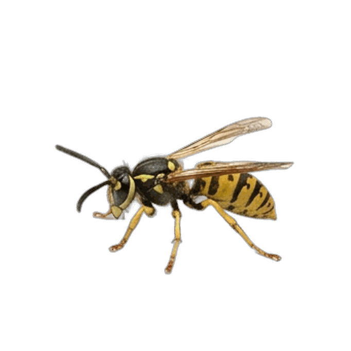 Wasp