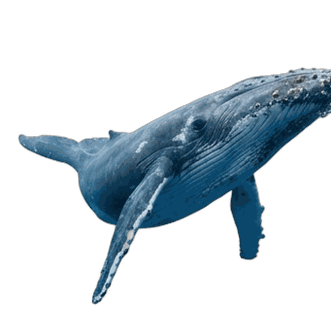 Whale