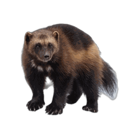 Wolverine